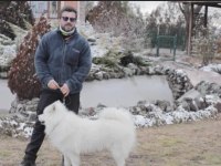 Orijinal samoyed köpeğimiz
