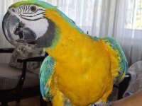 İsmi rıfkı evraklı macaw