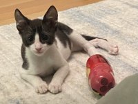 Kedi sevgimiz