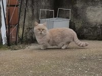 Munchkin kısa bacak erkek aktif