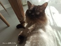 Ücretsiz Scottish Blue Point Kedi Sahiplendirme