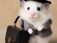 Aynı Gün Adrese Teslim Hamster Yavru ve Setleri