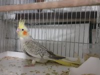 Balıkesir sultan papağanı