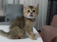 10 ağustos itibariyle 60 günlük british shorthair yavrular