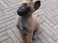 Hırs Küpü Belçika Malinois Yavrular