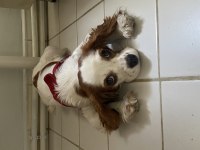 11 Aylık Cavalier King Charles