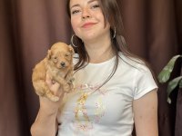 Maltipoo Yavru Merkezinde Ailesini Bekliyor
