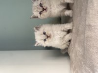 British Longhair Scottish Fold British Erkekler