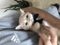 1 aylık yavru british shorthair