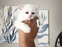 45 Günlük Eğitimli Scottish Fold