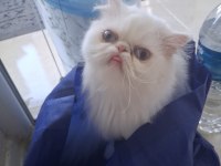 İran kedisi 1 yaşında