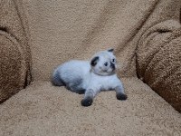 Scottish fold shorthair çikolata point