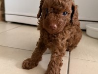 Irk onaylı dark brown toy poodle