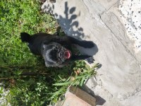 1 Yaşına Yeni Girdi Siyah Hatasız Pug