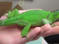 İNSANA ALIŞKIN YAVRU YEŞİL İGUANA