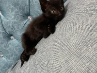 Ücretsiz sahiplendirme british shorthair