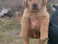 Golden retriever köpeği