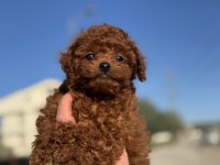 ruhsatlı çiftlikde ziyarete açık kore toy poodle