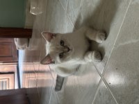 3 aylık british shorthair yavrular