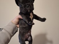 French bulldog bebekler yeni yuva bekliyorlar