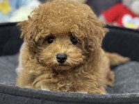 Maltipoo Safkan