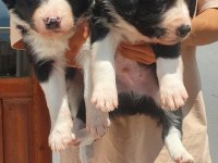 Border collie erkek