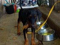 9 Haftalık Doberman Yavrusu