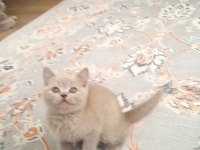 A kalite british shorthair yavrular sahiplendirilecektir