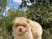 Chow Chow Çin Aslanı