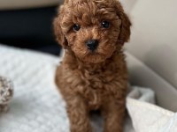 MİNİK TOY POODLE BEBEKLER