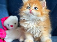 Show kalite british longhair golden yavrular