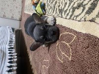 A kalite scrli babadan blue tan fransız bulldog yavru