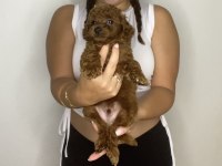 Sağlık garantili toy poodle