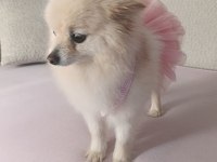 Pomeranian Boo Erkek Ve Dişi Yavrularımız