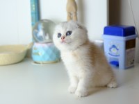 Scottish Fold Top Kafa Silver Yavrumuz
