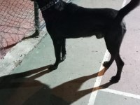 2 yaşında labrador ismi oreo açıklama