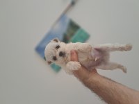 Minik orjinal malteselerimiz