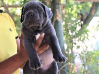 FCI-KIF SECERELİ CANE CORSO YAVRULAR