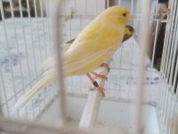 Takım Harz Roller Kanarya