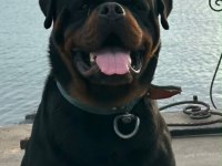 Anne baba şecereli rottweiler yavrular