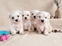 Mini Boy Maltese Bebekler