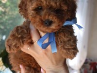 Red Brown Toy Poodle Yavrularım