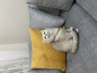 GOLDEN DİŞİ BEBEK KEDİLER