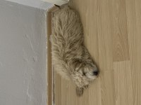 maltipoo köpeği yakışıklı