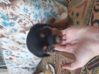 Yavru rottweiler