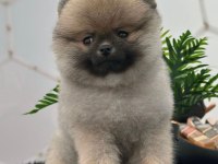 Dişi 3 aylık teacup boy teddy bear garantili pomeranian