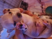 Orijinal elma kafa chihuahua yavruları erkek