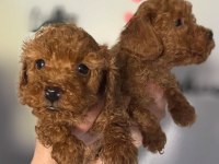 TOY POODLE BEBEKLER