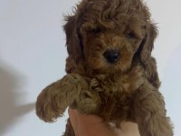 TOY POODLE YAVRULARI