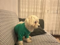 4 yaşında erkek eğitimli köpeğimiz